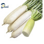 NAVET BLANC 1Kg