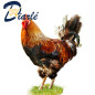 POULET DU PAYS LOCAL FRAIS 2Kg