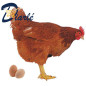 POULET PONDEUSE LOCAL FRAIS 1.700Kg