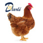 POULET DU PAYS LOCAL FRAIS 1.700Kg