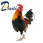 POULET COQUELET MIN 1Kg